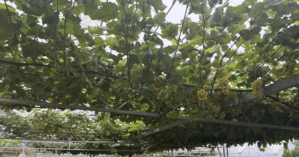屋根の下のぶどう棚から垂れ下がる緑のぶどうの房