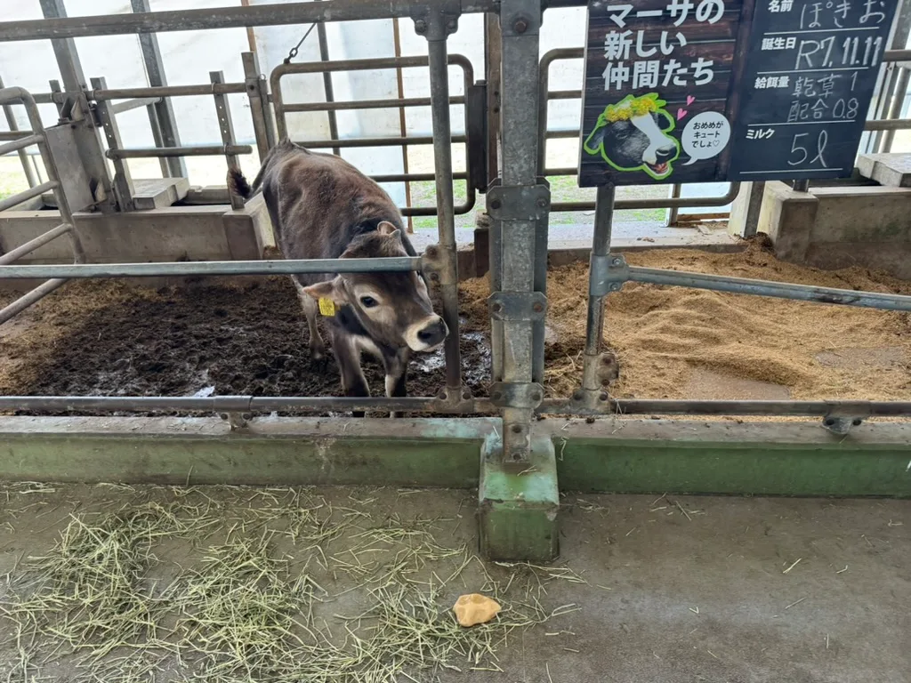 マザー牧場の牛舎で名前と誕生日の看板の前に立つ子牛