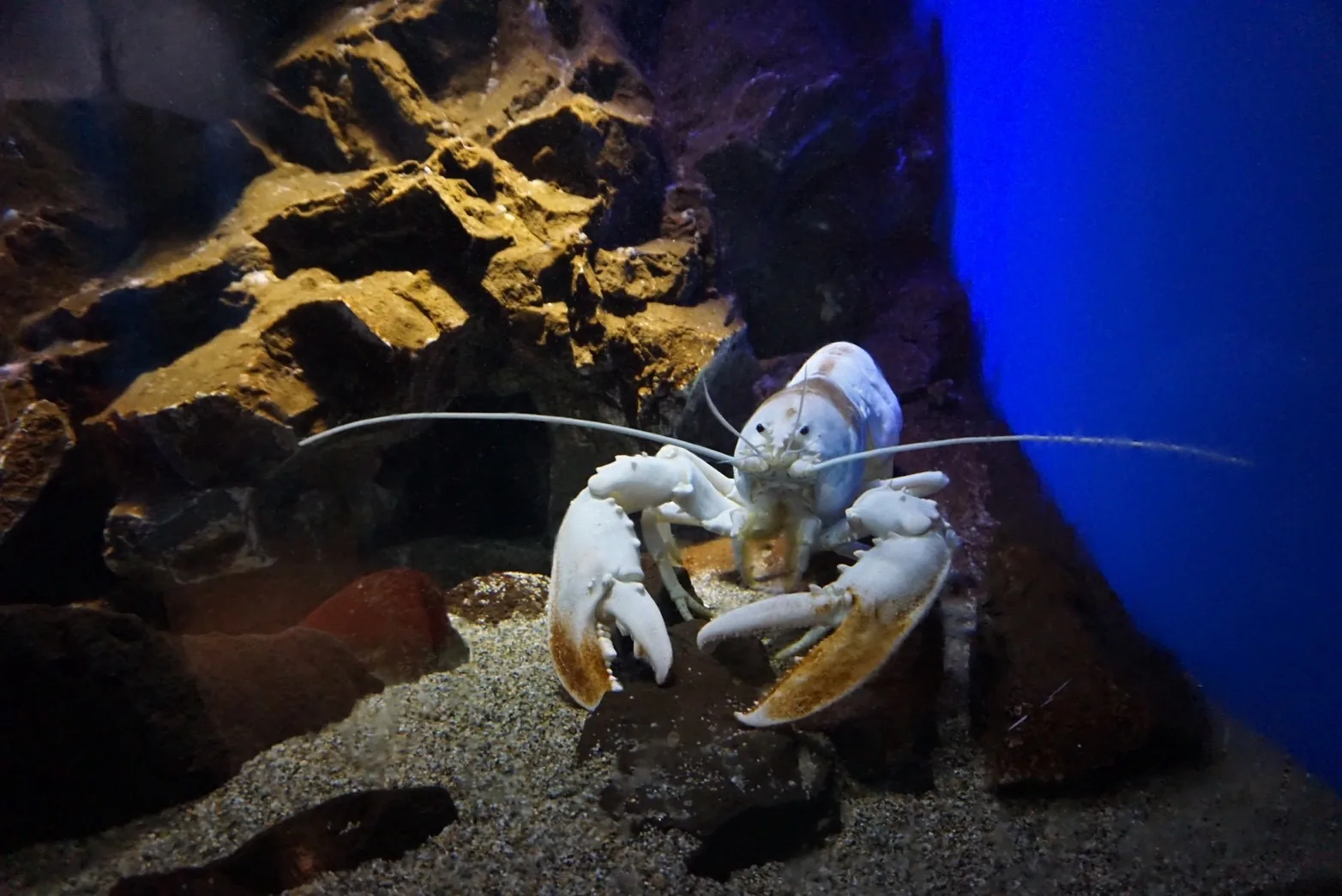 水槽の中にいる大きなはさみを持つロブスター