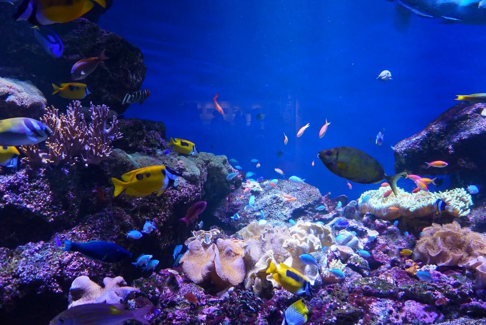 色とりどりの魚が泳ぐサンゴ礁の水槽