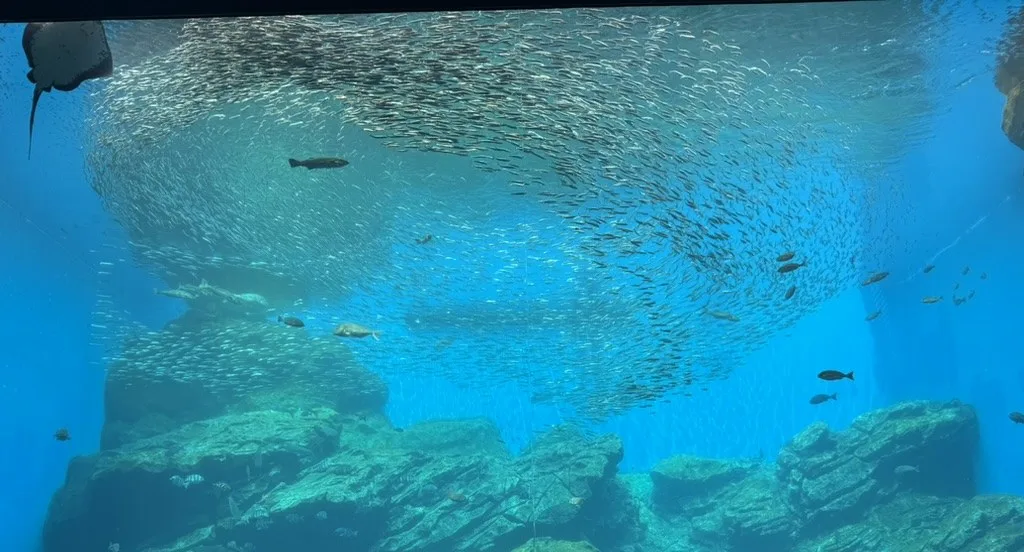 大きな群れをつくって泳ぐイワシと水槽の岩場
