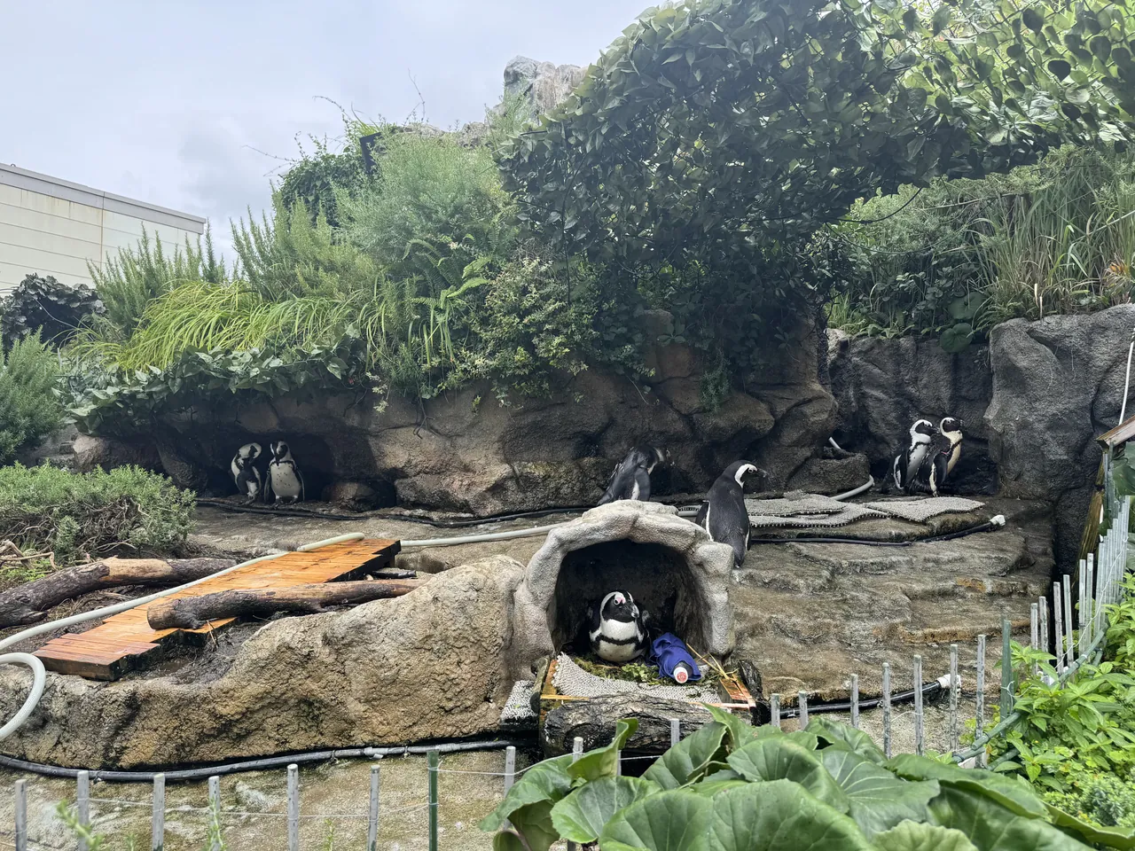 サンシャイン水族館の屋外展示「草原のペンギン」で、岩場や巣穴の近くにいるケープペンギン