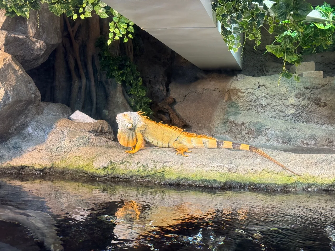サンシャイン水族館の岩場で休むイグアナ