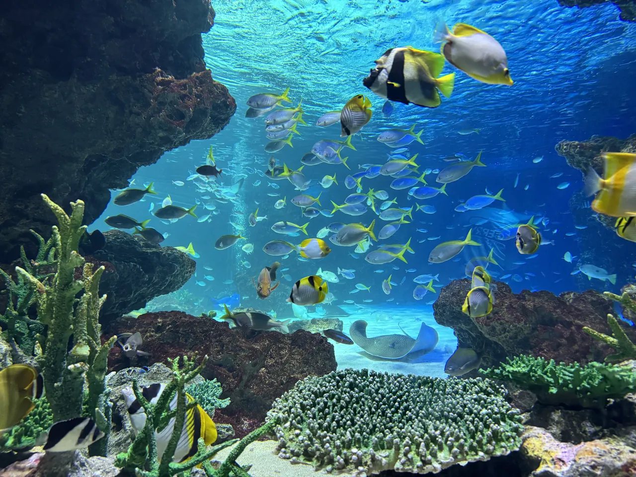 サンシャイン水族館の屋内の大水槽を泳ぐ熱帯魚とエイ