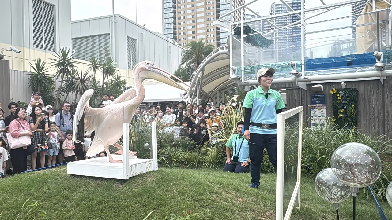 サンシャイン水族館の屋外エリアで、白い台の上で翼を広げるペリカンと飼育スタッフ