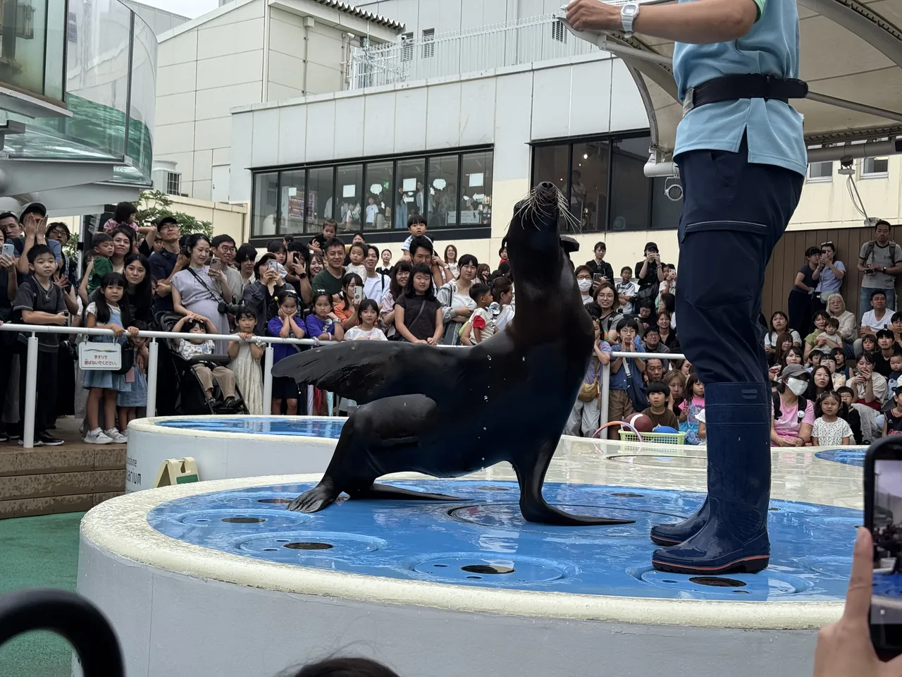 サンシャイン水族館のステージ上で、飼育スタッフの横で胸を張るアシカ