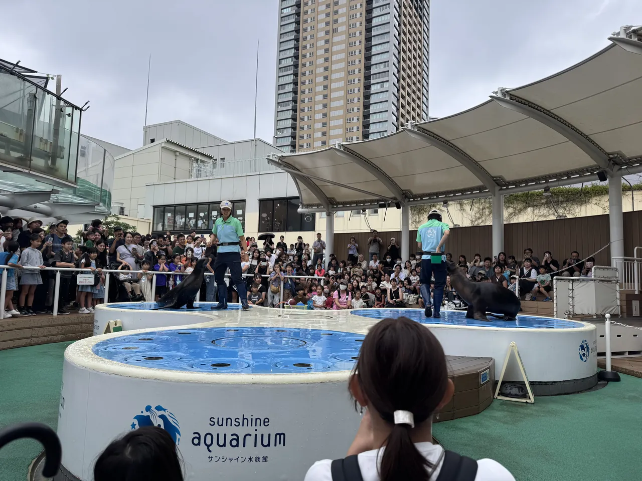 サンシャイン水族館の屋外ステージで、飼育スタッフとアシカのパフォーマンスを囲む大勢の観客