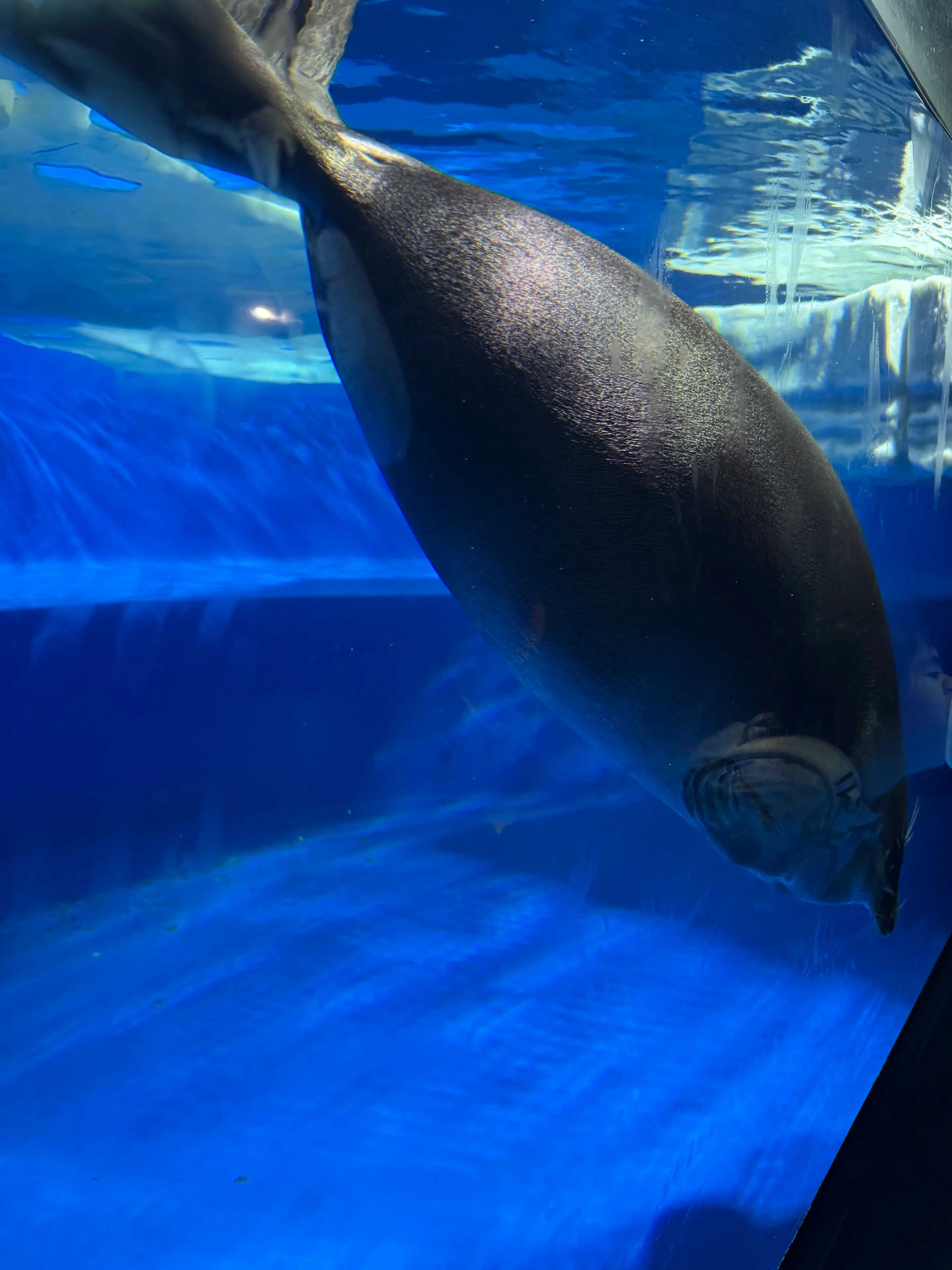 サンシャイン水族館の水槽を泳ぐアシカ